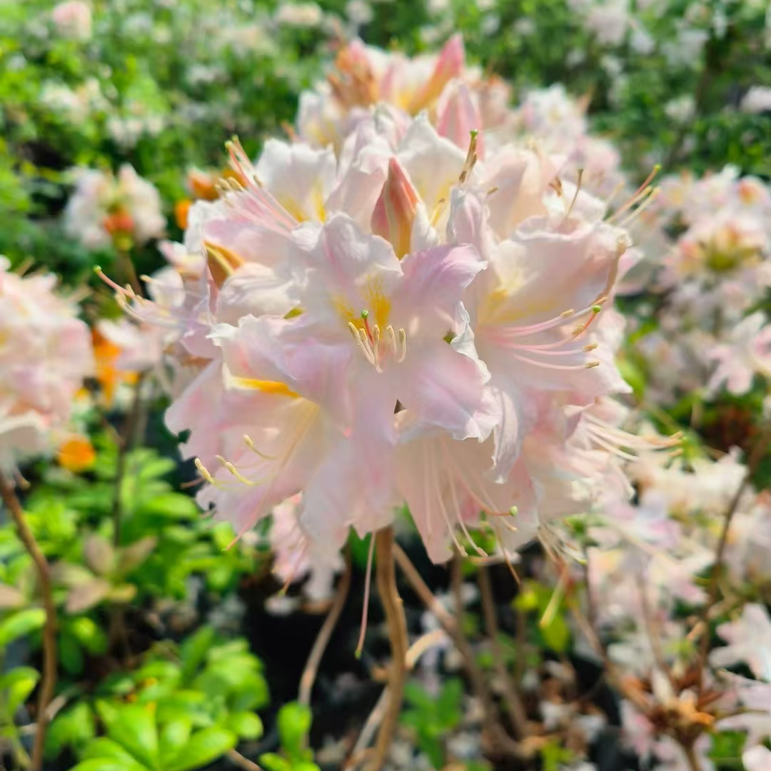 落叶杜鹃-小仙女【基地直发】带花苞 大株