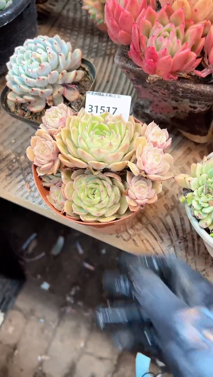 不*气多肉植物一物一拍31517