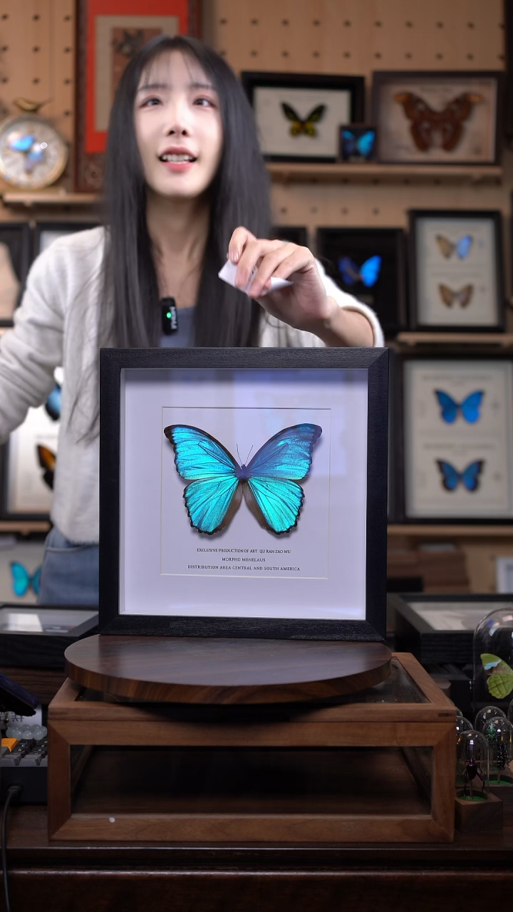 蝴蝶标本摆件竞拍e145