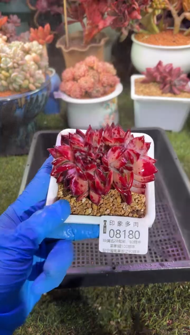 【闪购商品】08180