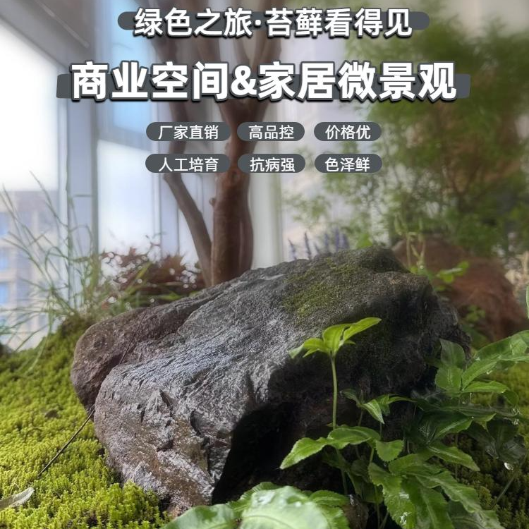 一物一拍 苔藓基地直发白发藓大灰藓短绒砂藓星星藓苔藓微景观