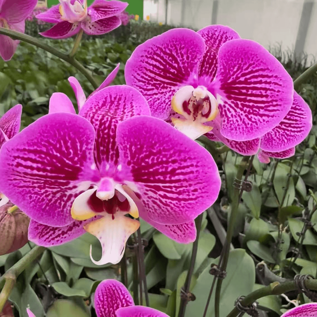 蝴蝶兰【画眉鸟】高端花卉 客厅美观 基地直发