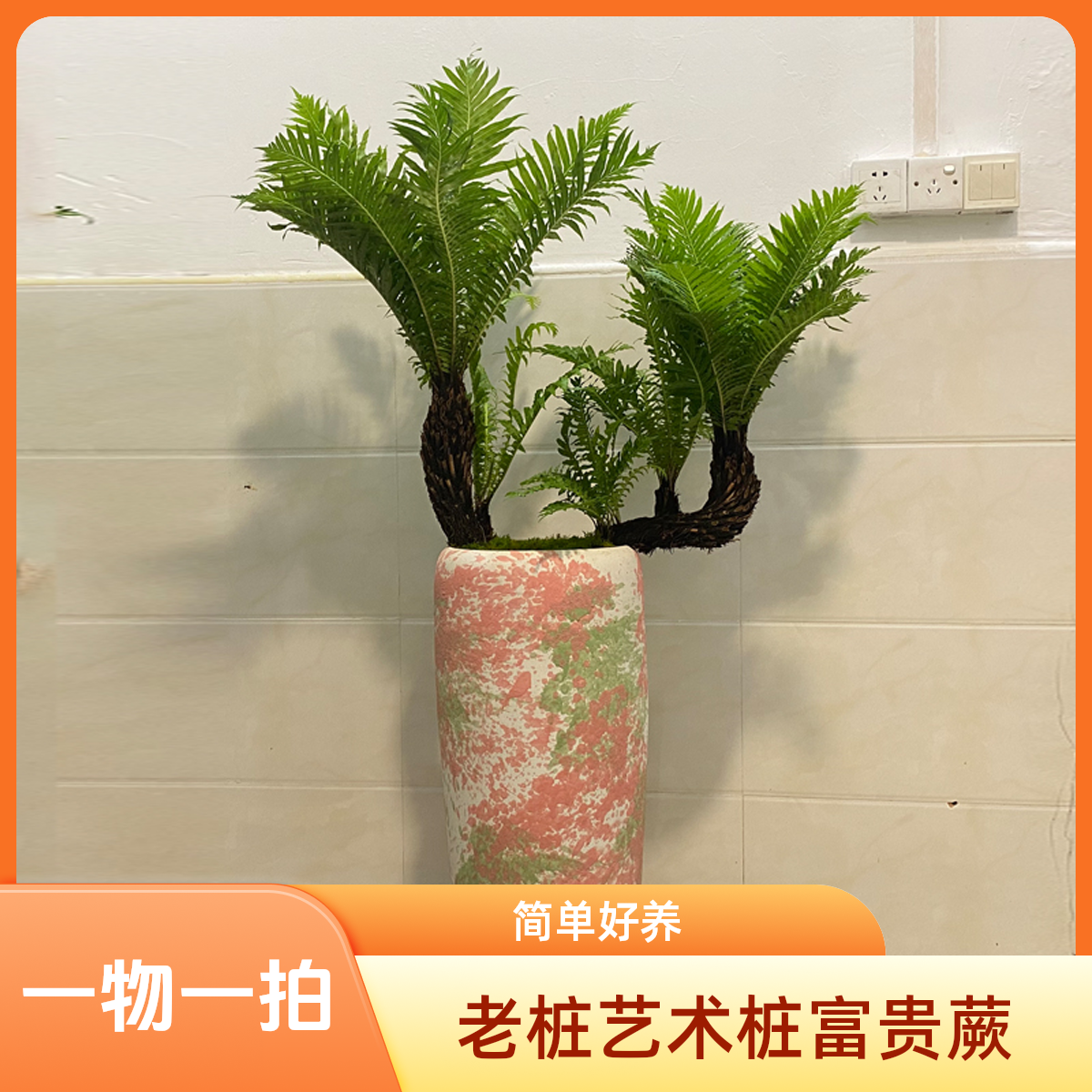 一物一拍超大号落地款室内盆景老桩艺术桩富贵蕨绿植净化空气