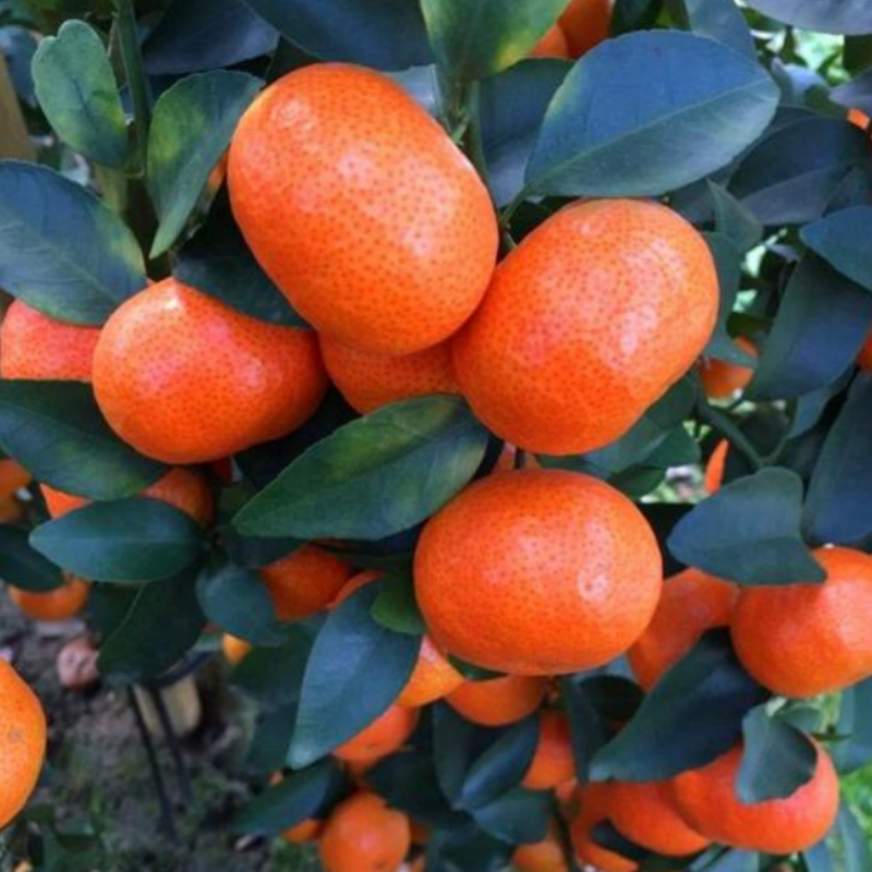 沙糖桔树苗地栽盆栽南方北方种植橘子树苗柑桔果树果苗嫁接砂糖橘