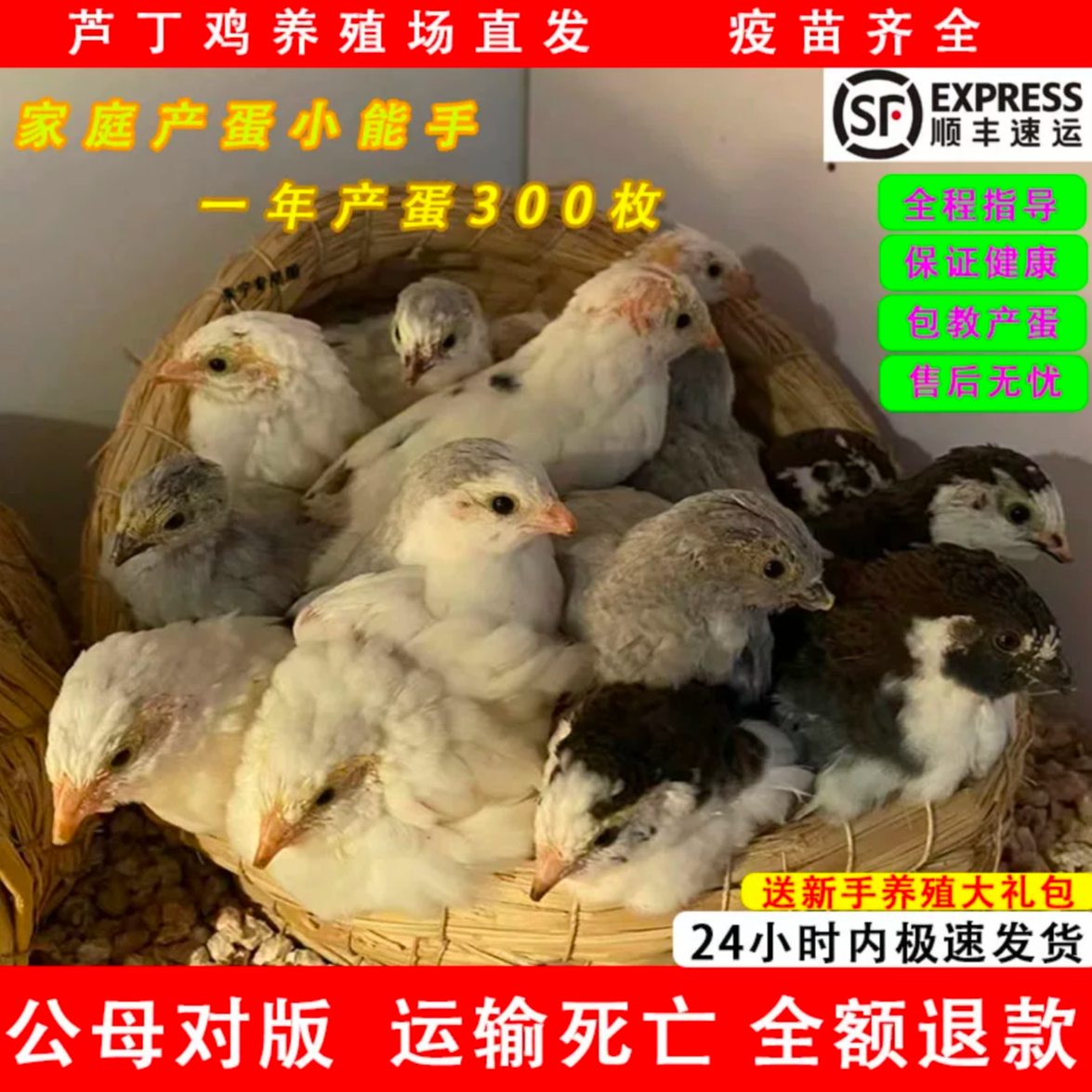 网红宠物鸡芦丁鸡全色系宠物活体鸡40-60天青年鸡顺丰包邮包损