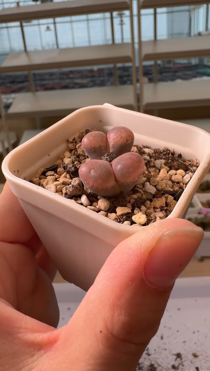 24-40多肉植物肉锥