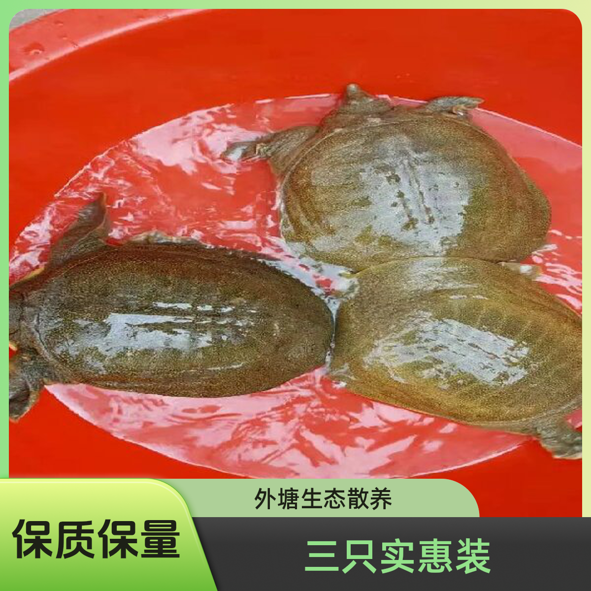 3只实惠装鲜活外塘散养生态公甲鱼足斤足两包鲜活包邮到家水鱼