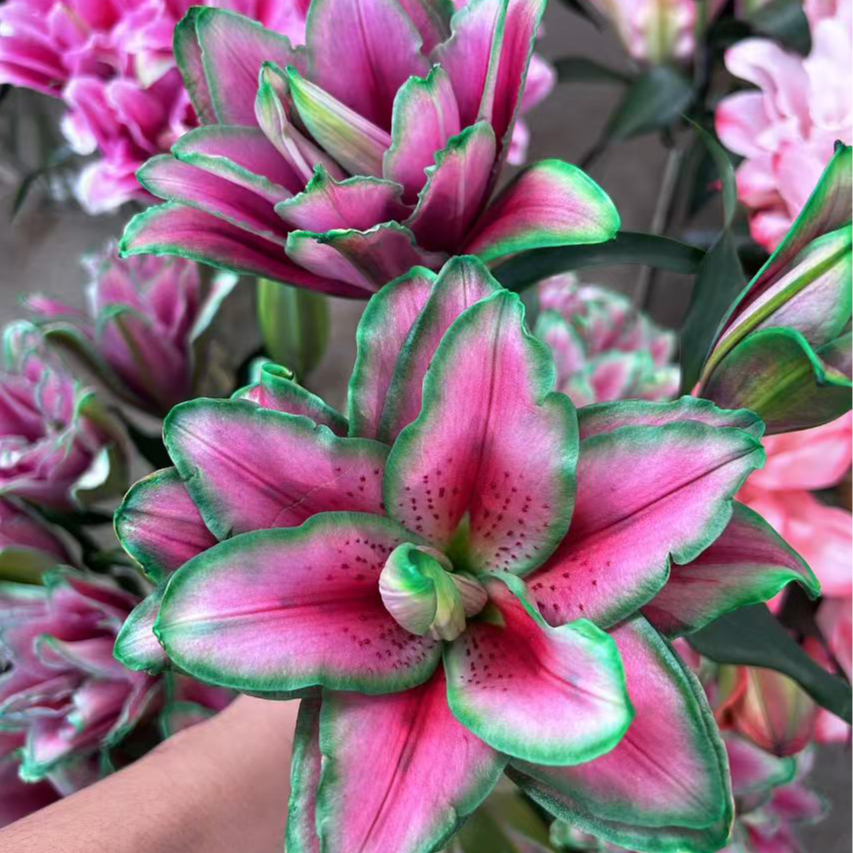 三头【爱丽丝】重瓣百合 栀子柠檬清香 夏天小清新叶子 粉绿色