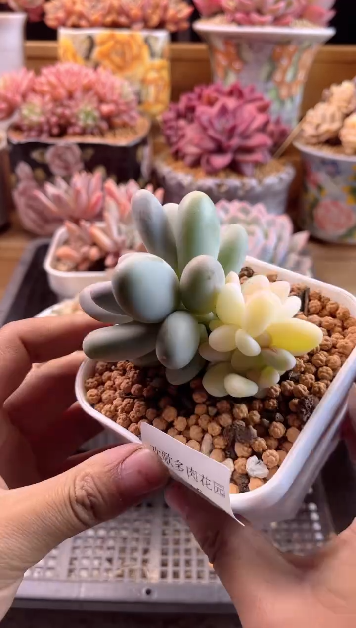 【闪购商品】3.4-16奶酪锦