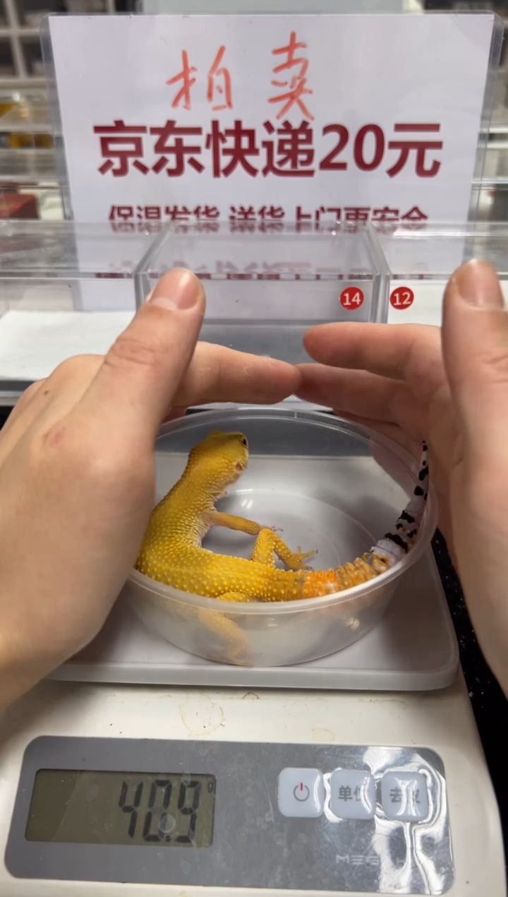 豹纹守宫000000000