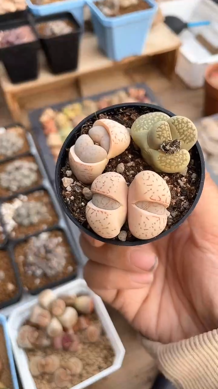 【闪购商品】10015直播一物一拍