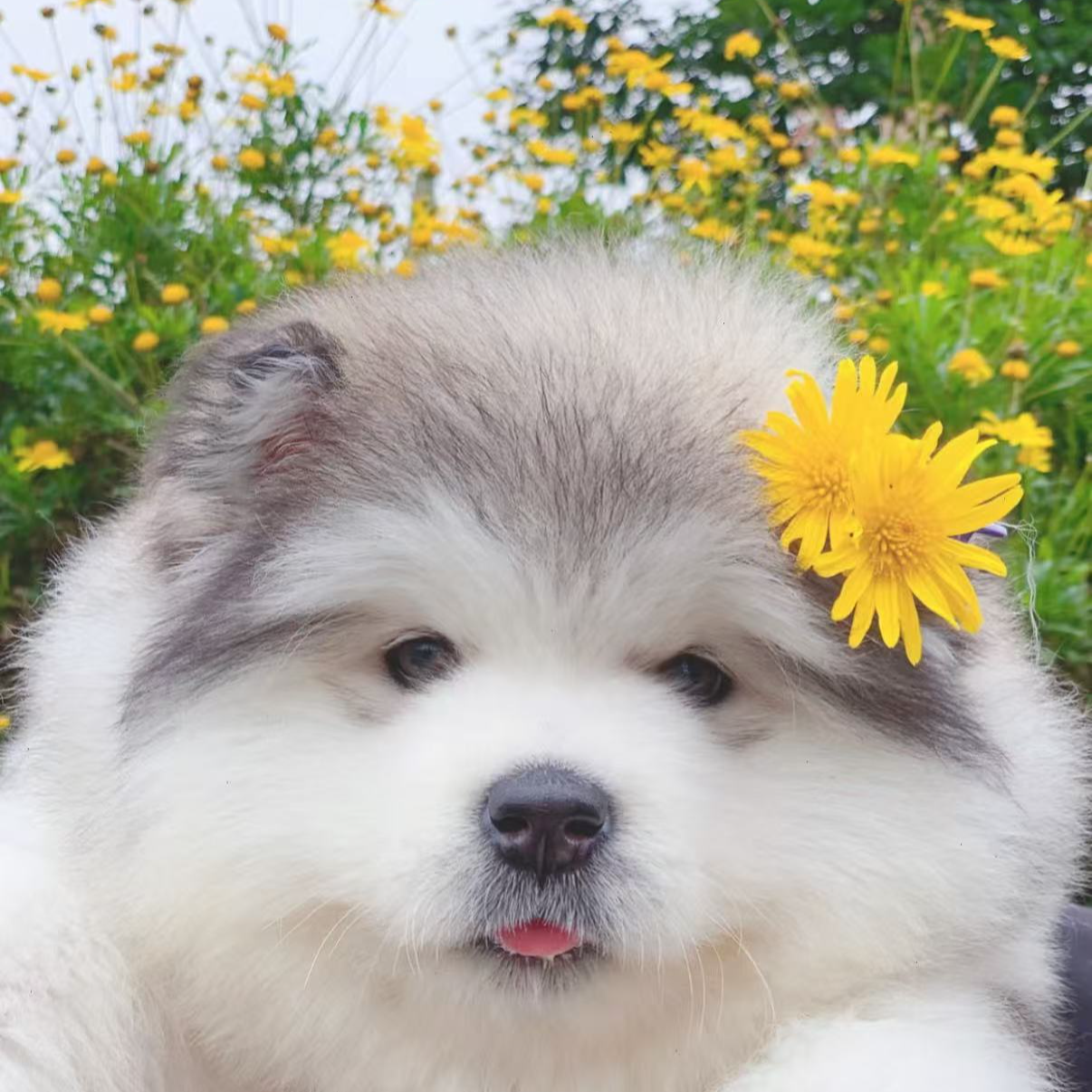 《薇薇家》阿拉斯加犬狗狗活体链接