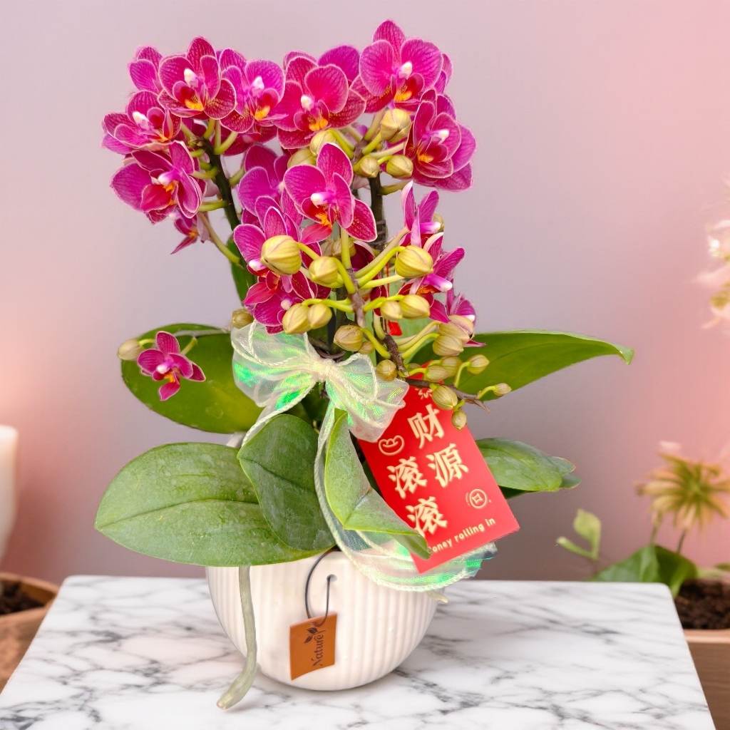 【香妃公主】 蝴蝶兰鲜花清新优雅带花带苞兰花基地直发