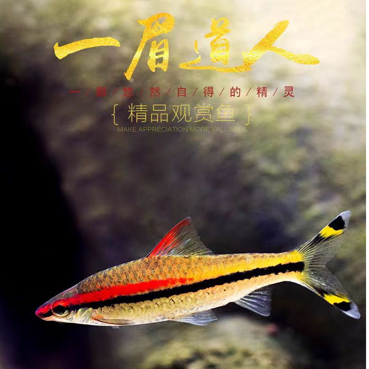 一眉道人鱼热带淡水观赏鱼草缸群游活体好养皮实耐活