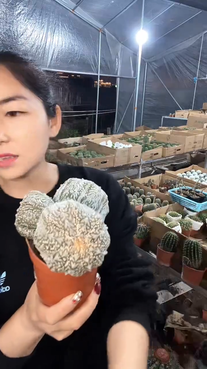 三头大V兜仙人球