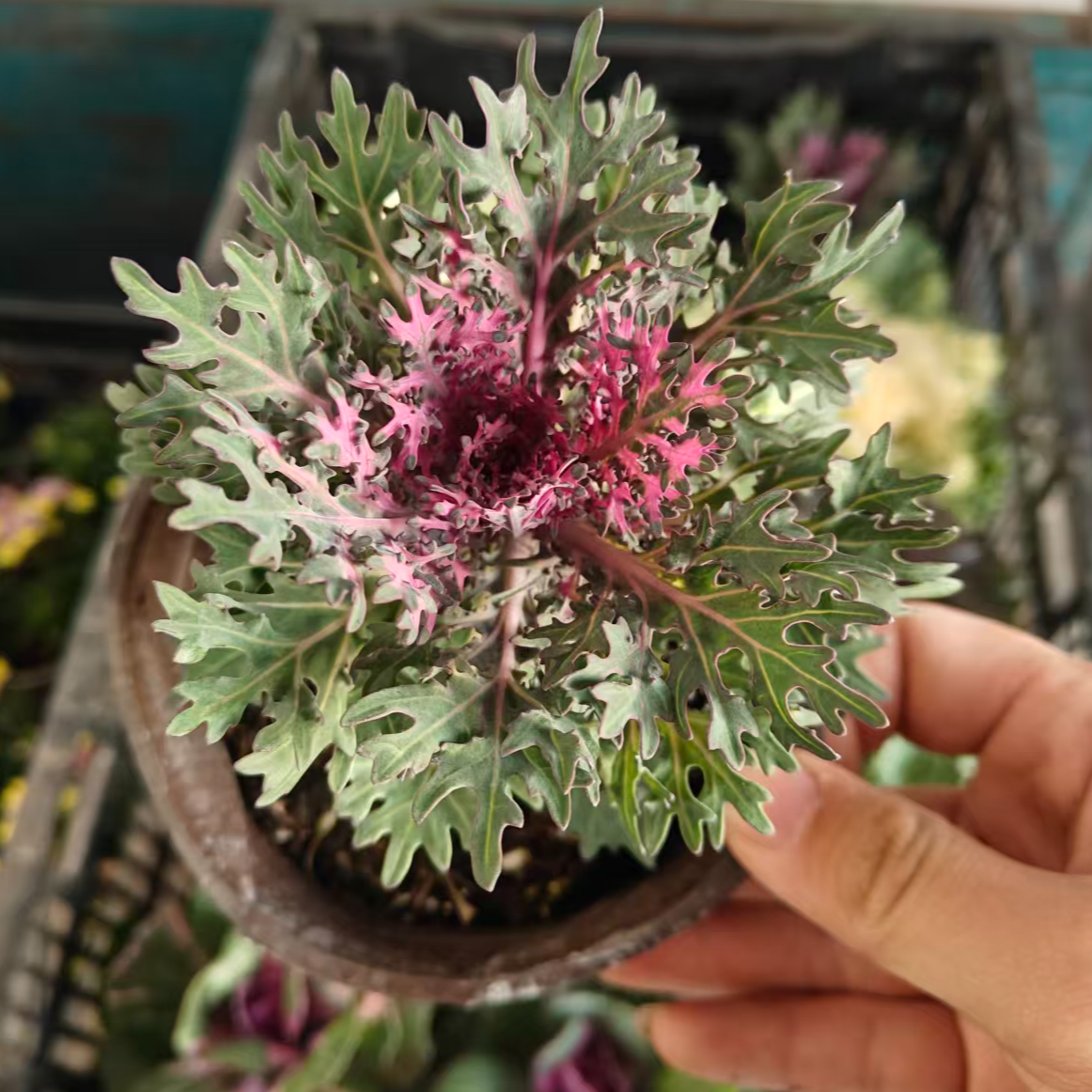 [羽衣甘蓝]多品种盆栽室内外耐寒