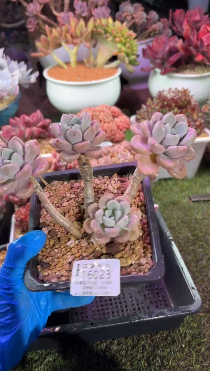 【闪购商品】16023