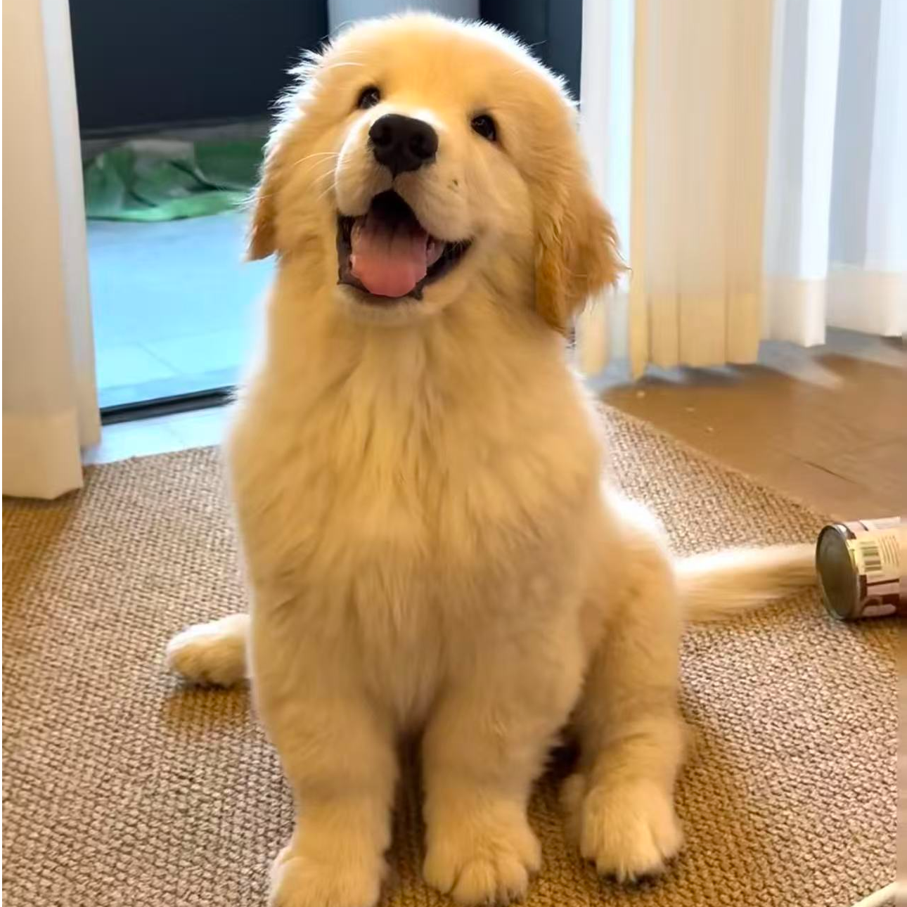 [明哥柯基庄园T狗狗活体二号链接