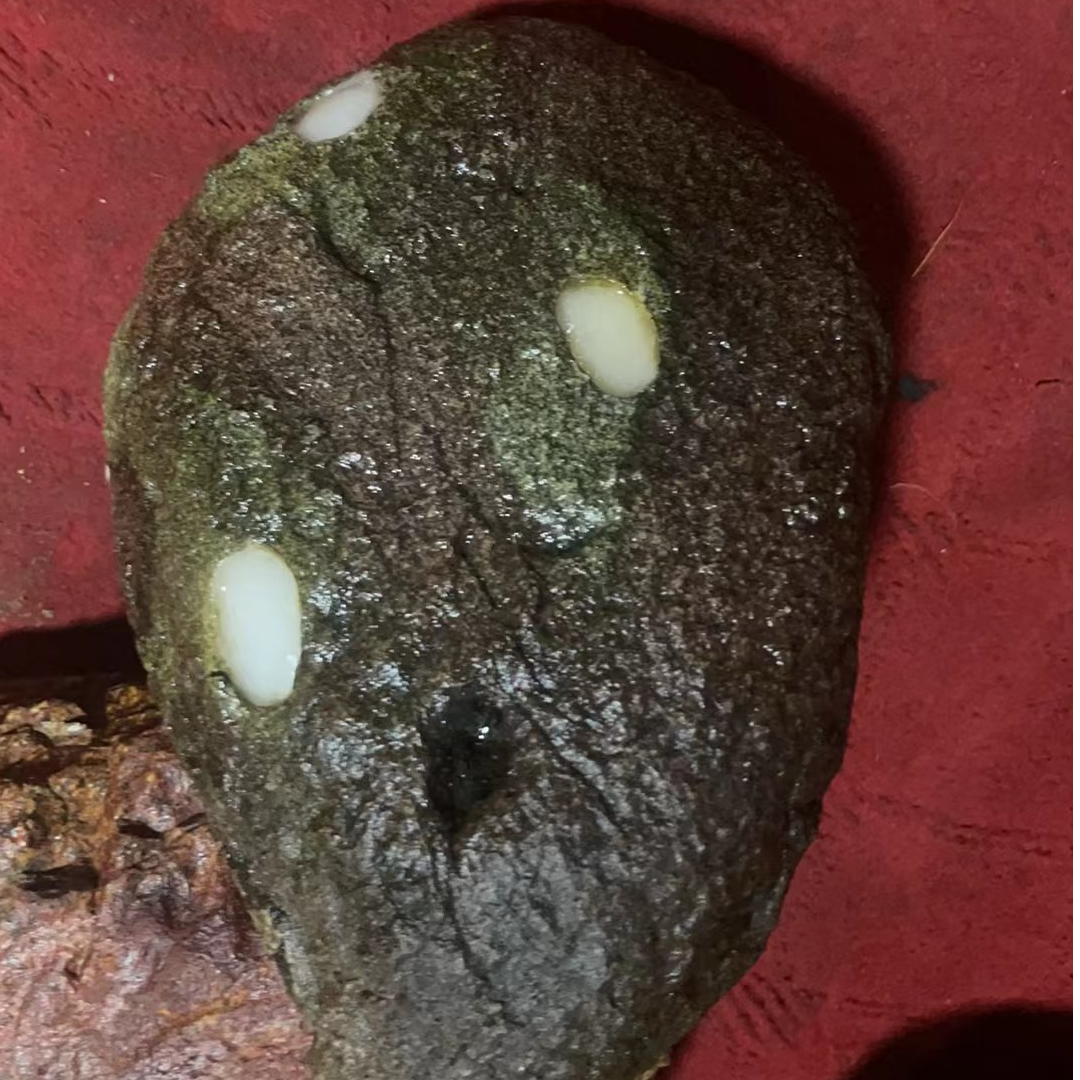 隆隆乡下籽玉和田且末山料观赏盆景石