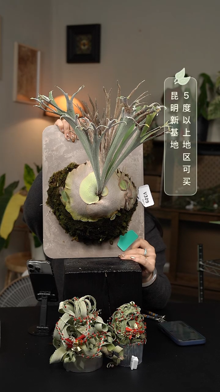 不开花植物V309-侏儒hfg鹿角蕨成株