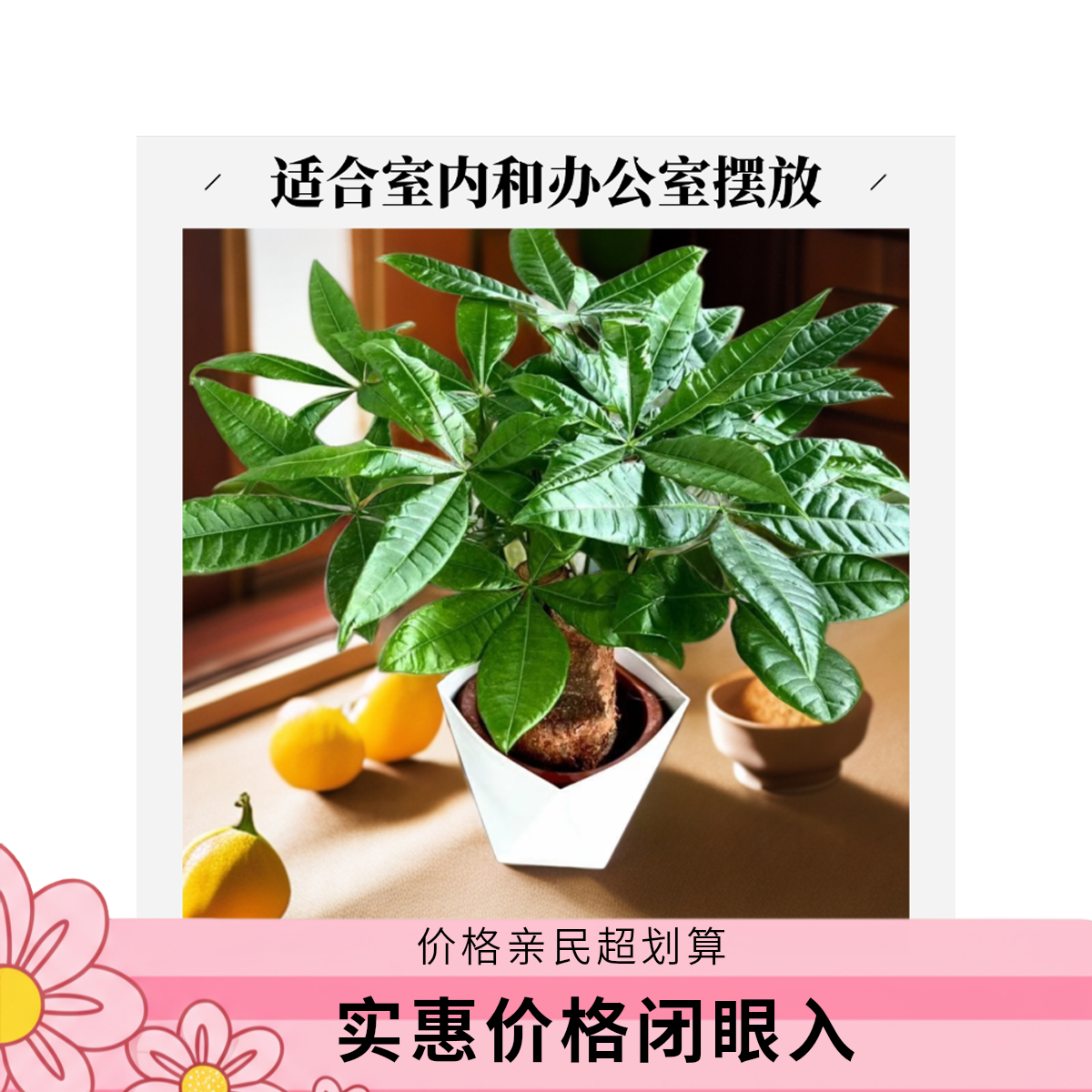 源头产家原盆原土大粗杆老桩大象腿发财树室内绿植客厅懒人植物