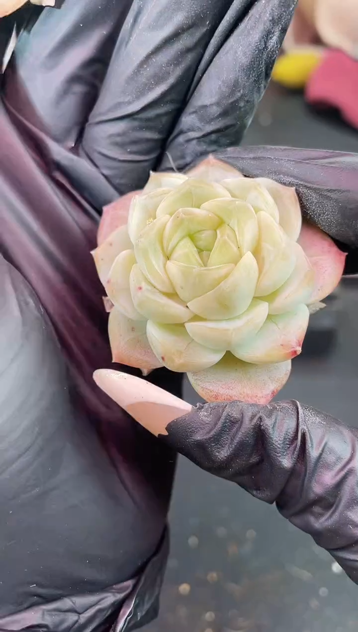 闪购1345  奶白多肉一颗  3.8-4厘米