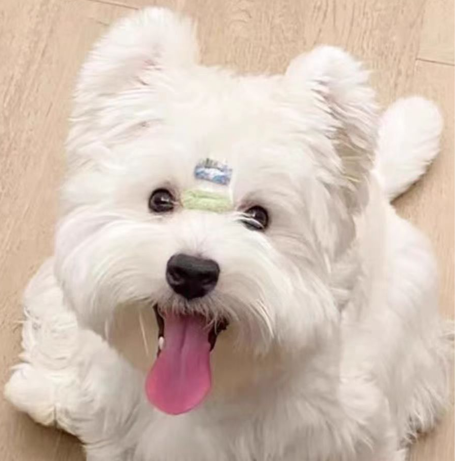 业致冰冰家活体宠物专用链接