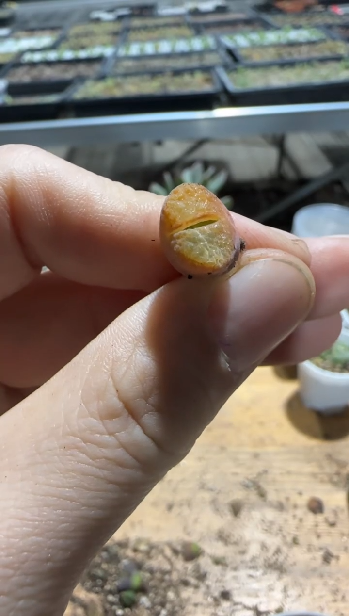 【闪购商品】9-525