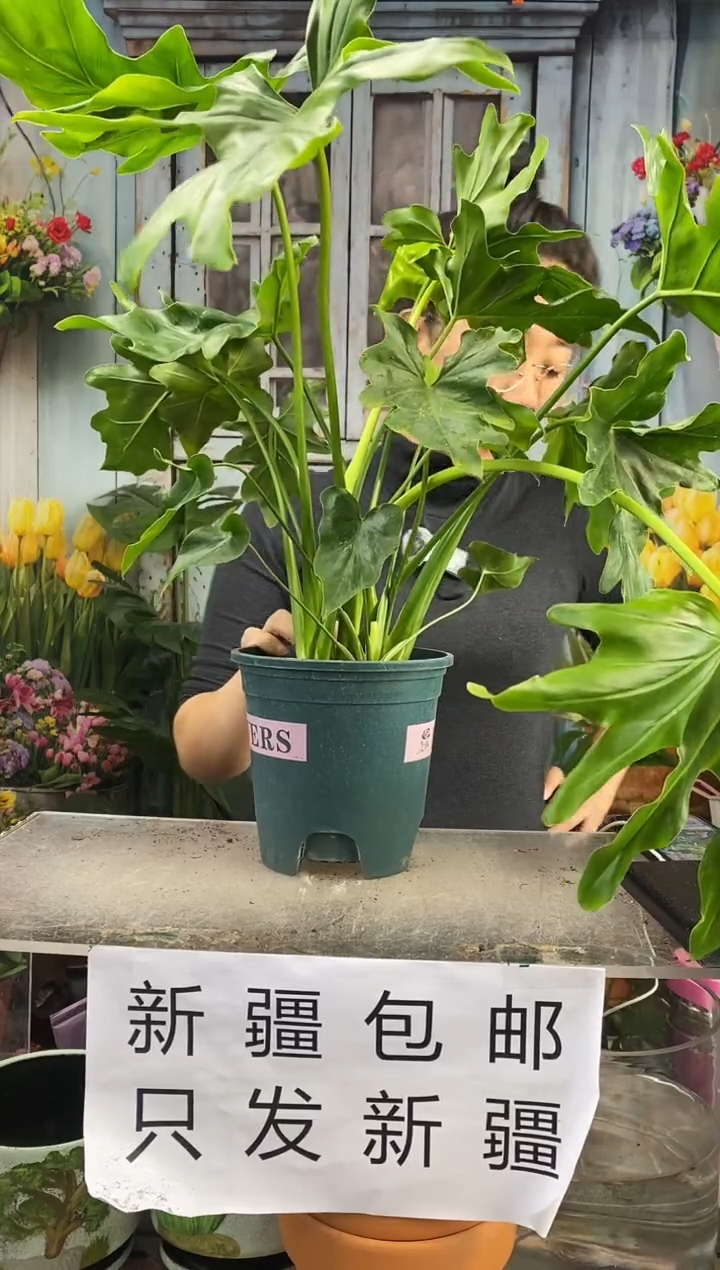 【闪购商品】红陶春雨50cm左右1盆