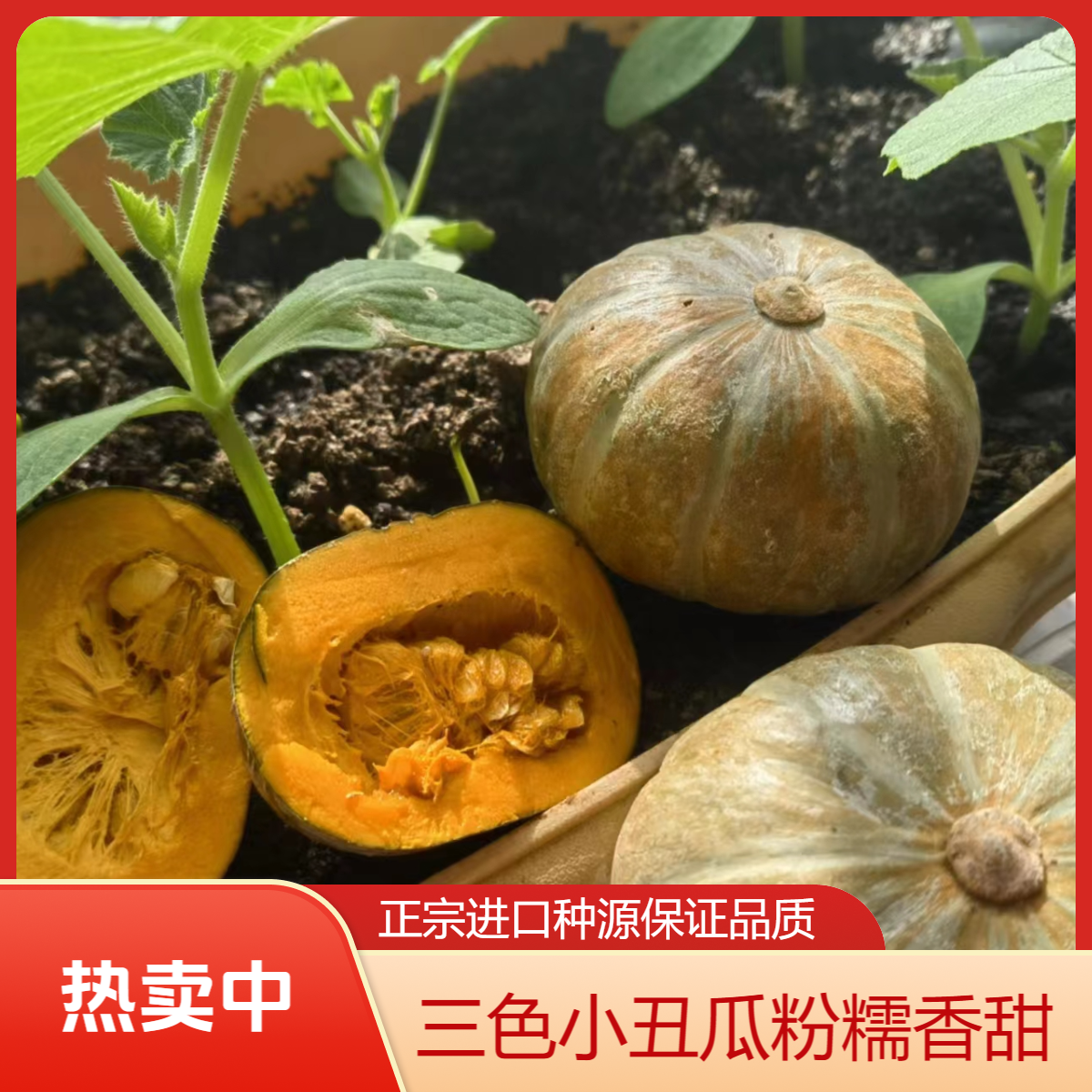 【迷你小南瓜】正宗进口三色小丑瓜贝贝南瓜粉糯香甜美味3/5斤装