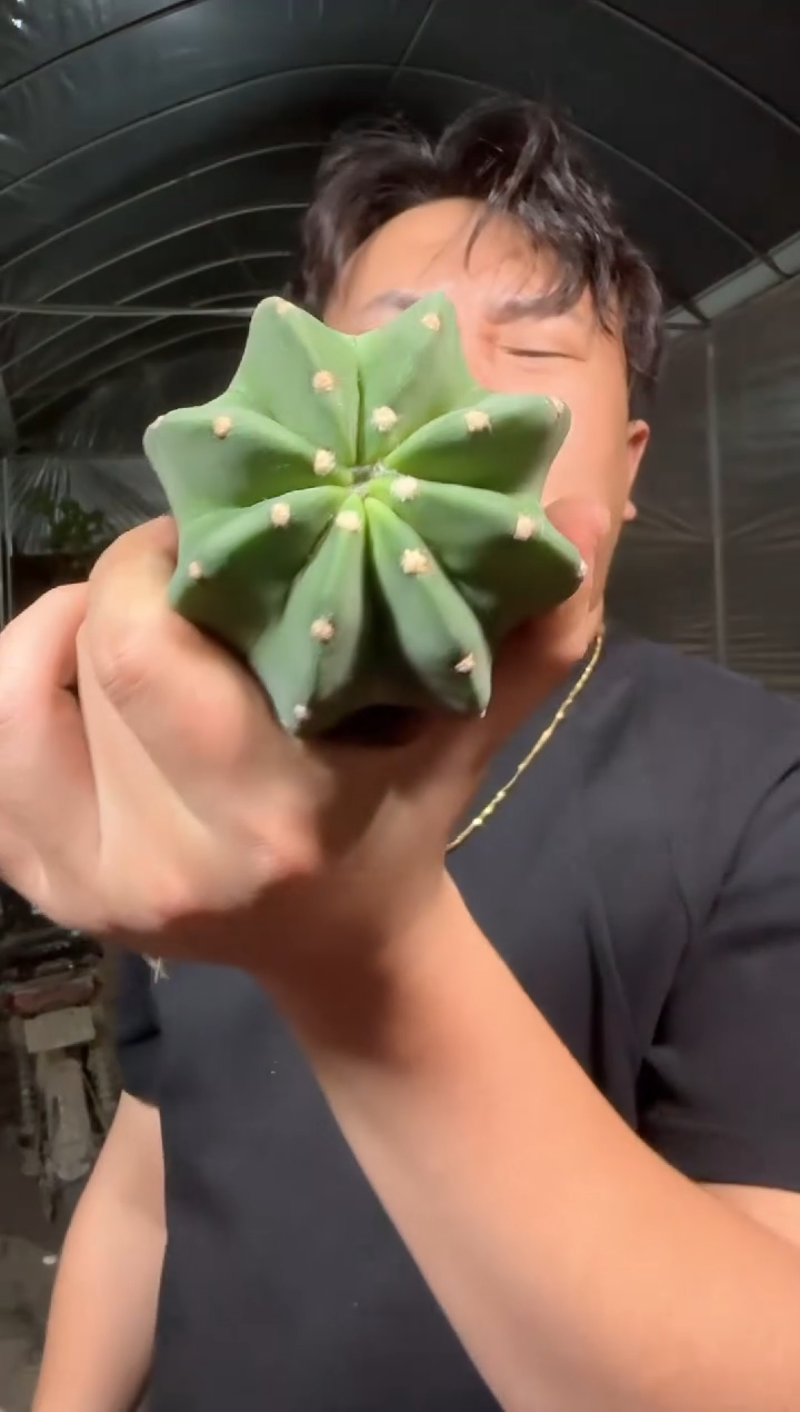 5颗 实生根 短毛丸 4-6cm