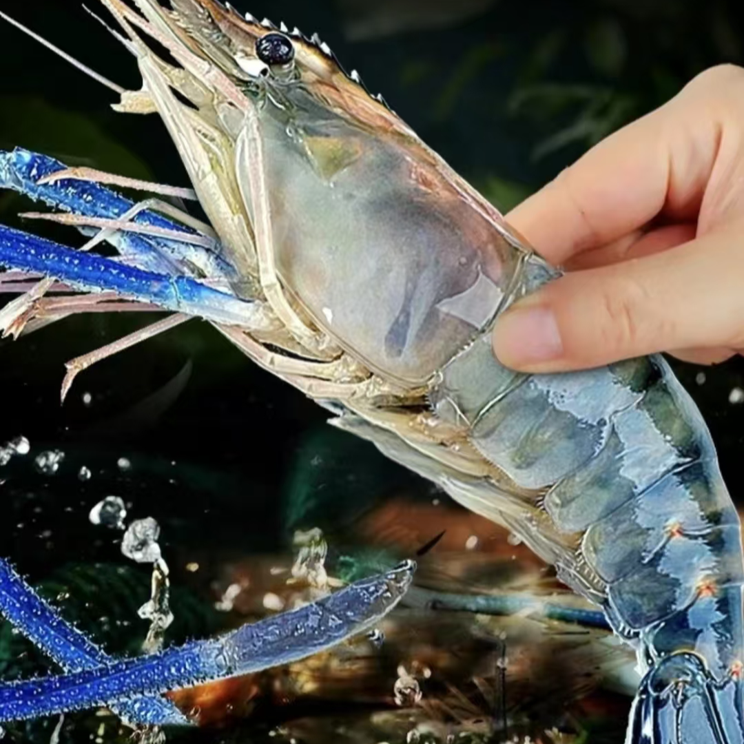 【金叶甄选】鲜活罗氏虾88一斤罗氏虾同城