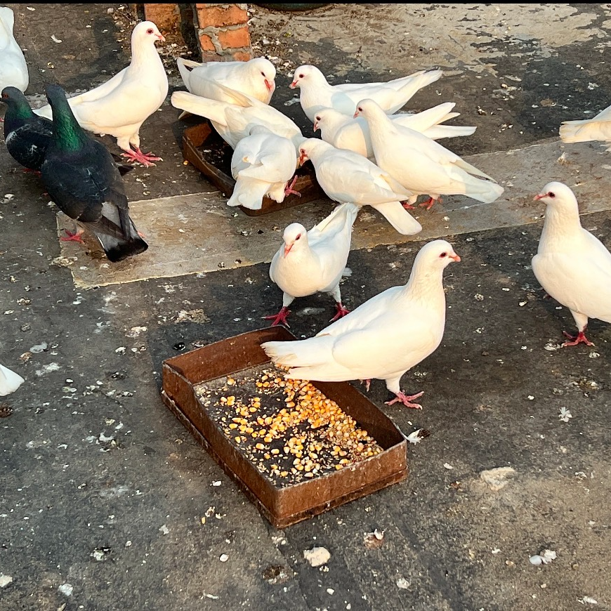 【禽霸专属】（到手5只）新鲜现杀现卖 半净膛大鸽