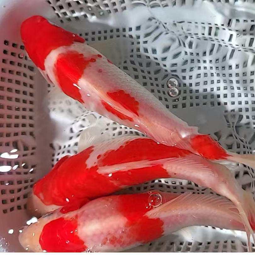 24号【13-15厘米3条红白锦鲤随机发】冷水鱼 观赏鱼