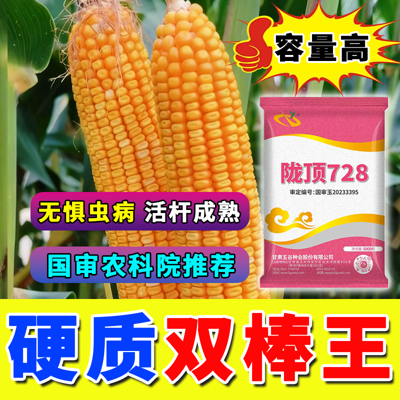 陇顶728【5000粒加量不加价】国审防穗腐防病高产玉米种子