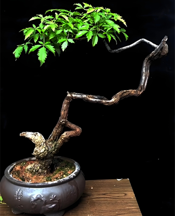 黄荆盆景素材一物一拍直播间专拍