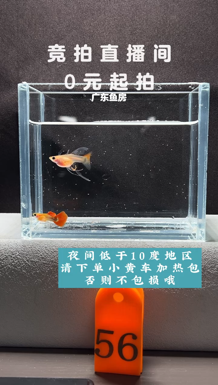 孔雀鱼红礼服玻璃猫C一对编号56