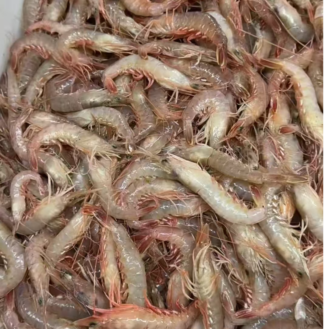  大连野生残，掉头，灯笼红鹰爪虾  （顺丰包邮）介意勿拍