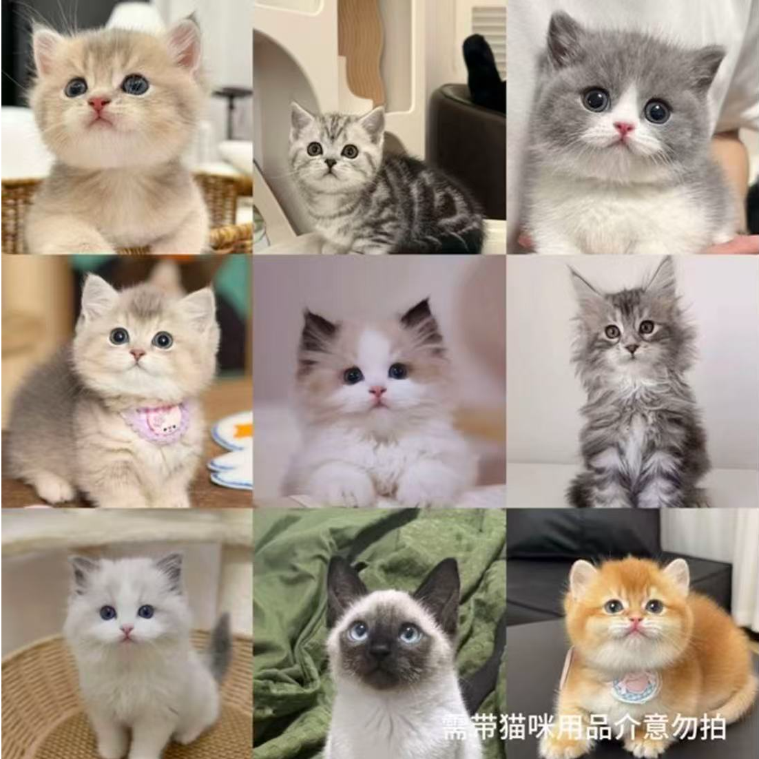 萌猫臻选布偶猫金渐层蓝金渐层缅因猫银渐层英短等多品种宠物幼猫