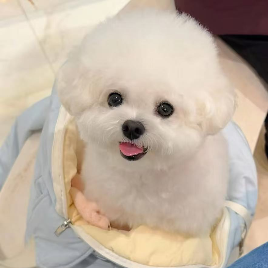 新（莱米萌宠）狗狗活体