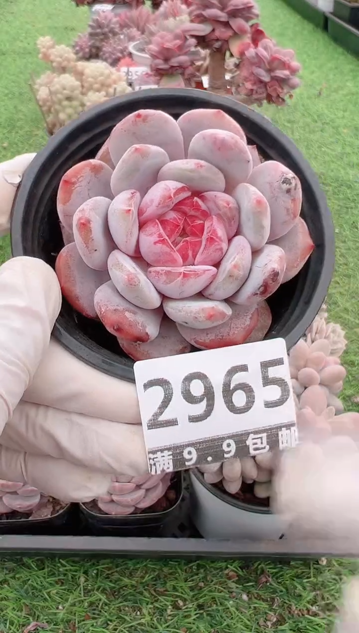 【闪购商品】信福多肉一物一拍1