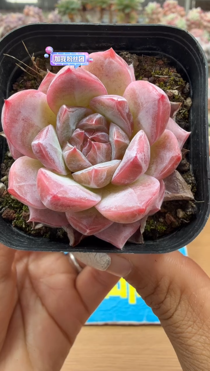 东云多肉园二店-04