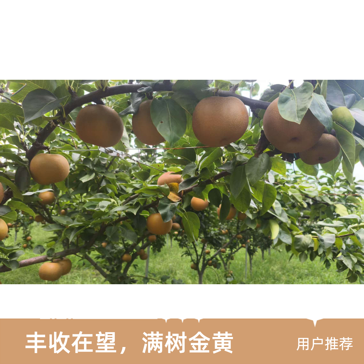 正宗现摘现发脆甜多汁秋月梨当季新鲜水果产地直发