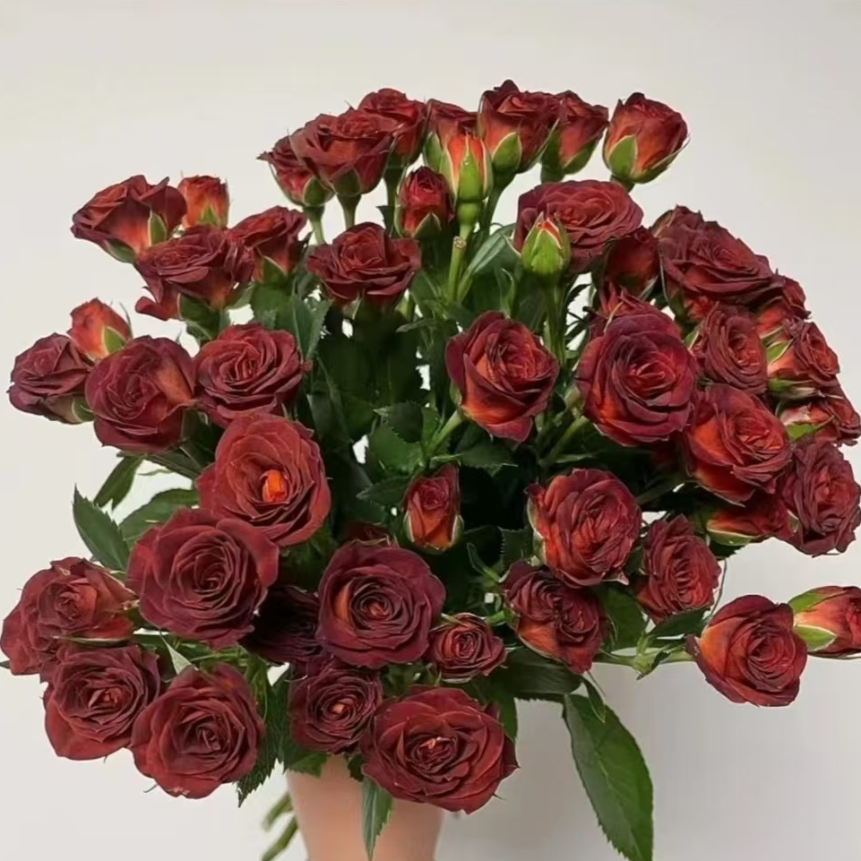 巧克力泡泡 多头玫瑰【零度以下不拍保温棉不售后】