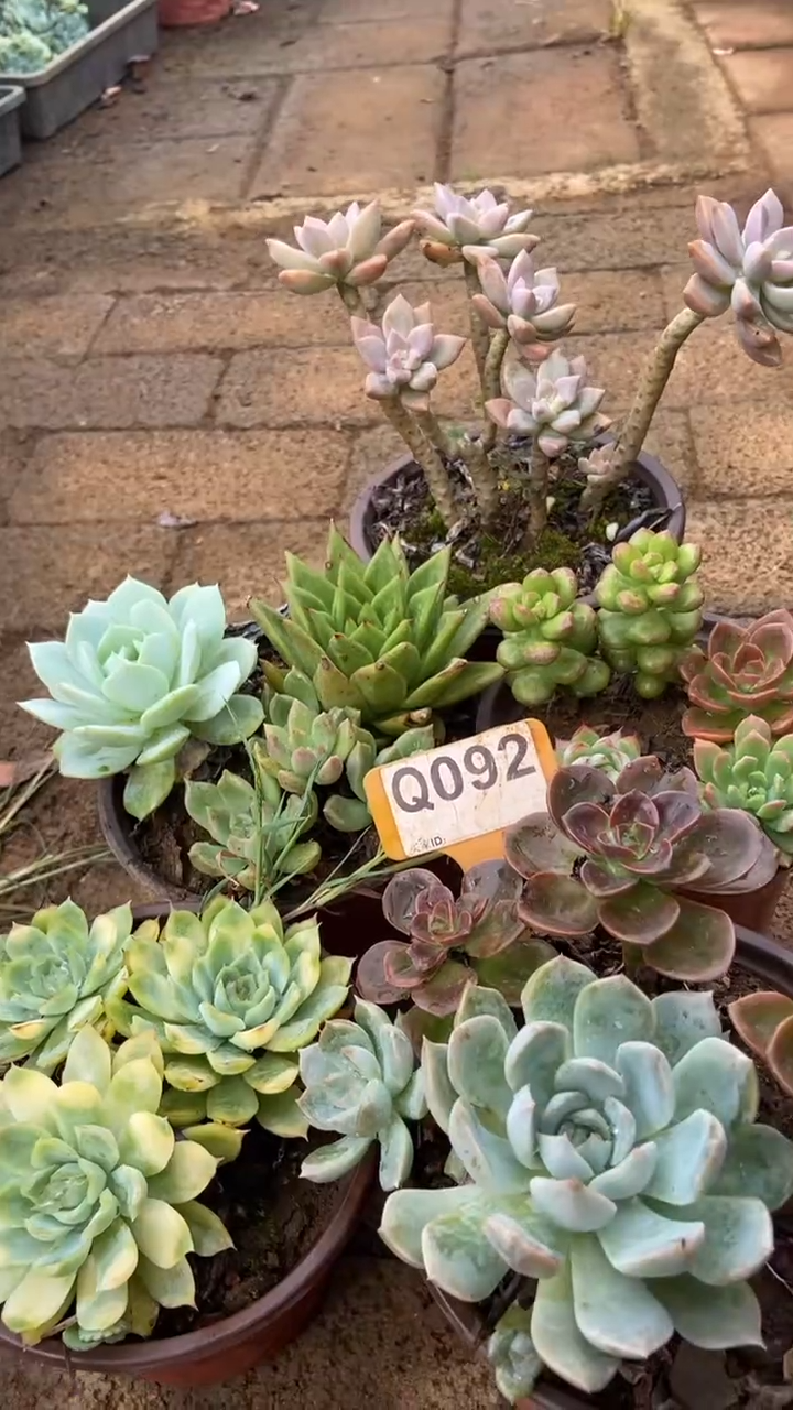 Q092多肉组合默认脱土发货