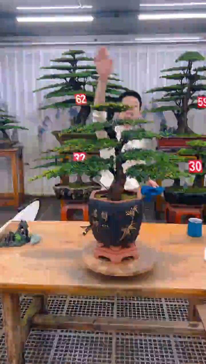 无花朵精品盆景直播间一物一拍