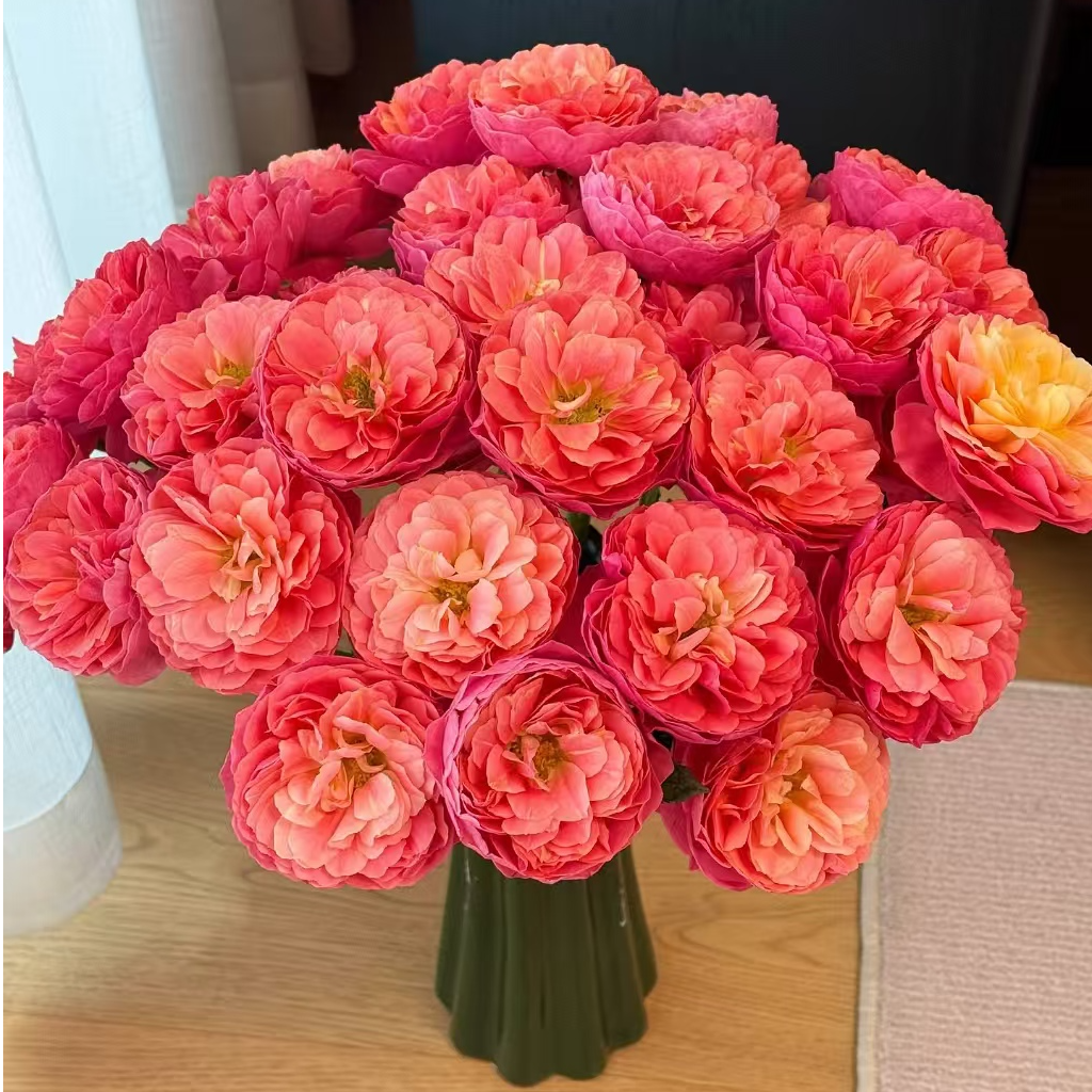 【独鬏鬏优选】云南鲜花 [血橙果汁] 多头玫瑰 果汁感满满 鲜活采摘