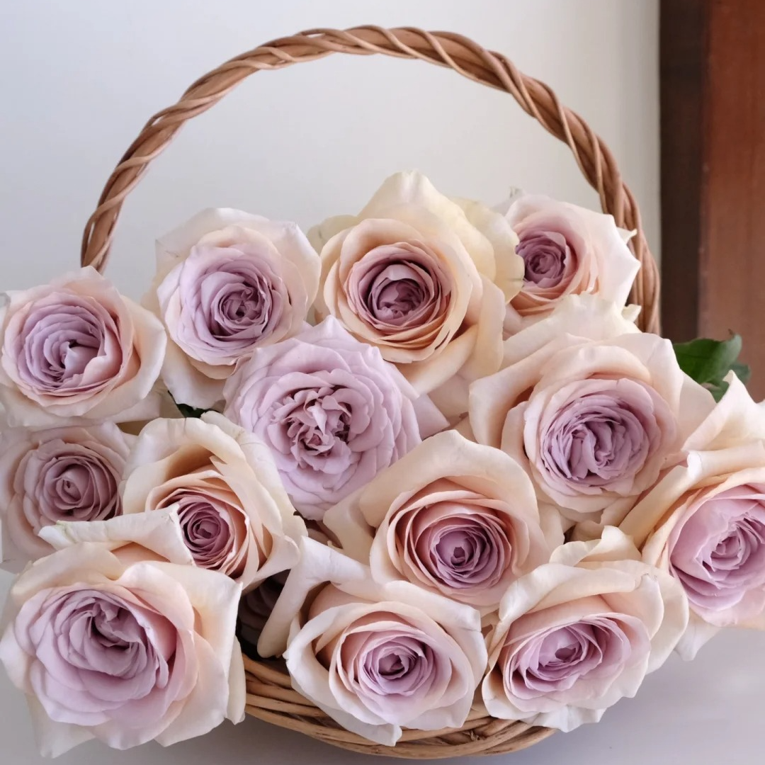 卓文君，单头玫瑰，1单包邮，2单升级顺丰冷链，距远的发德邦