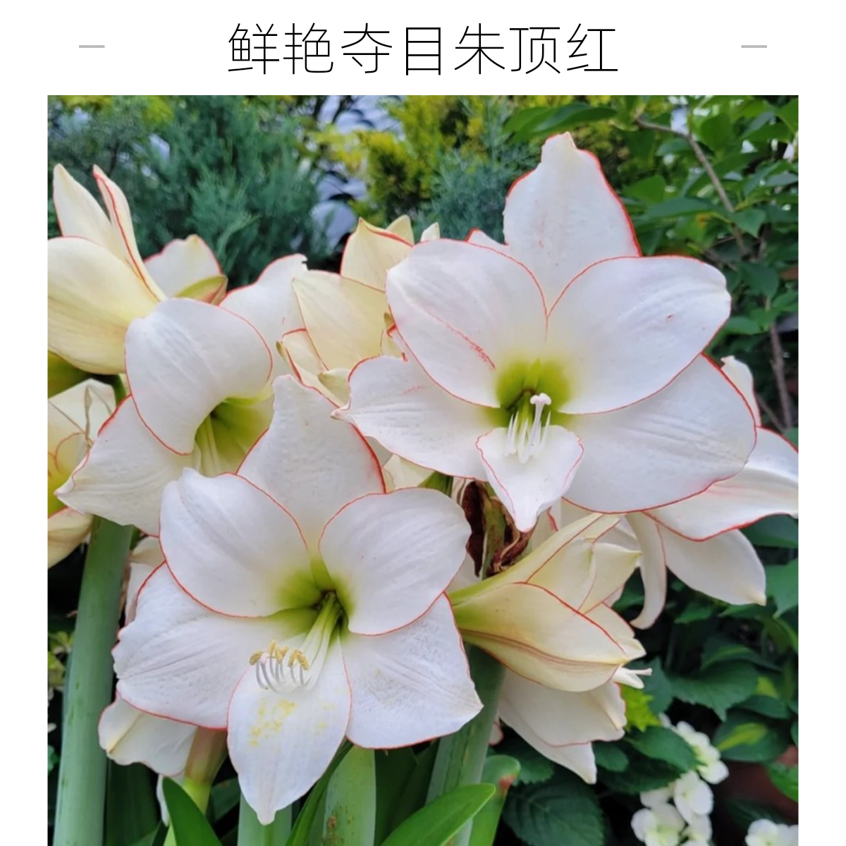 朱顶红花边种球多头绿植花卉朱顶红种球石竹单瓣自然球