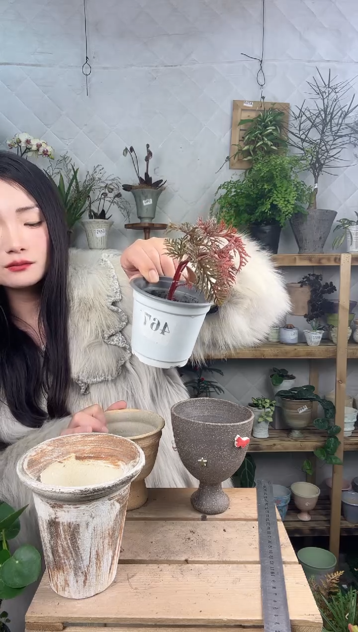 无花朵467二回羽裂育苗盆 